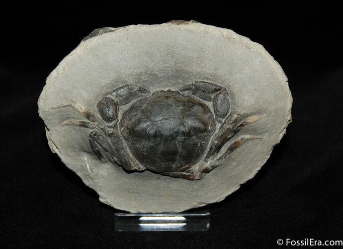 Great Fossil Crab Pulalius - Washington State #440